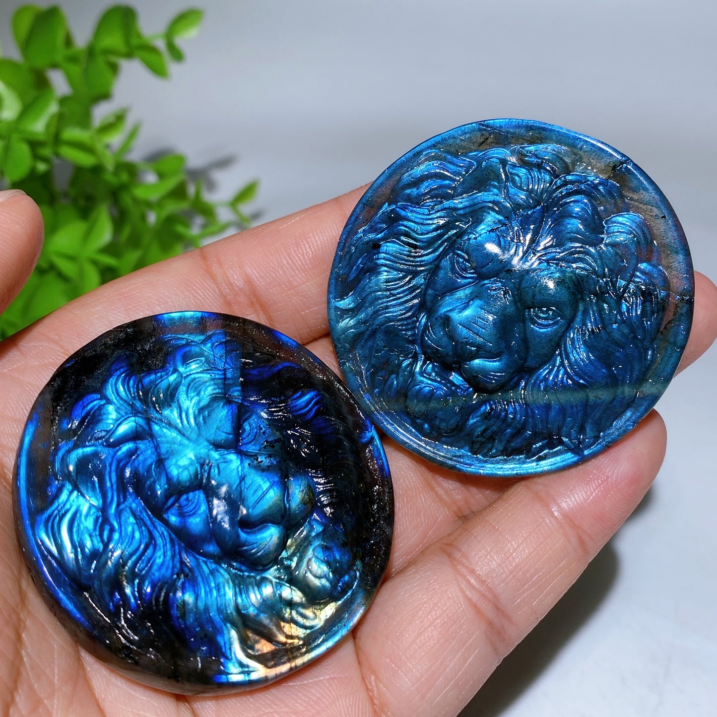 2.0" Labradorite Lion Round Slab Carving Crystal Healing Bulk Wholesale