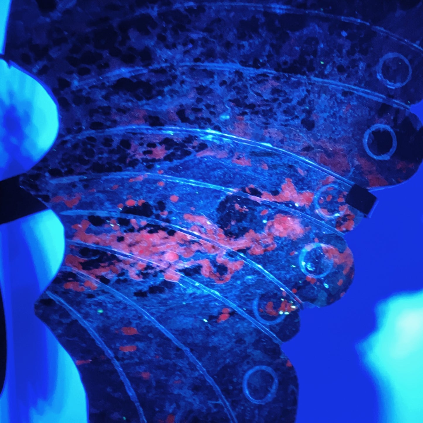 Large Unique Chaorite with Calcite Butterfly Wings with Stand Crystal Healing Bulk Wholesale