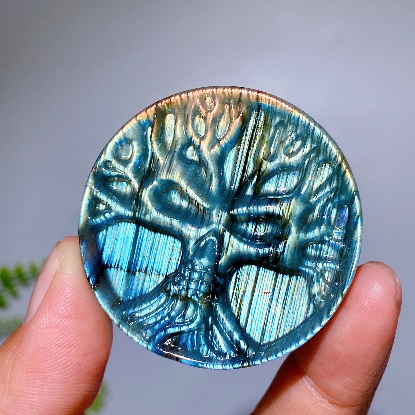 1.9" Natural Labradorite Life Tree Round Slab Crystal Healing Bulk Wholesale