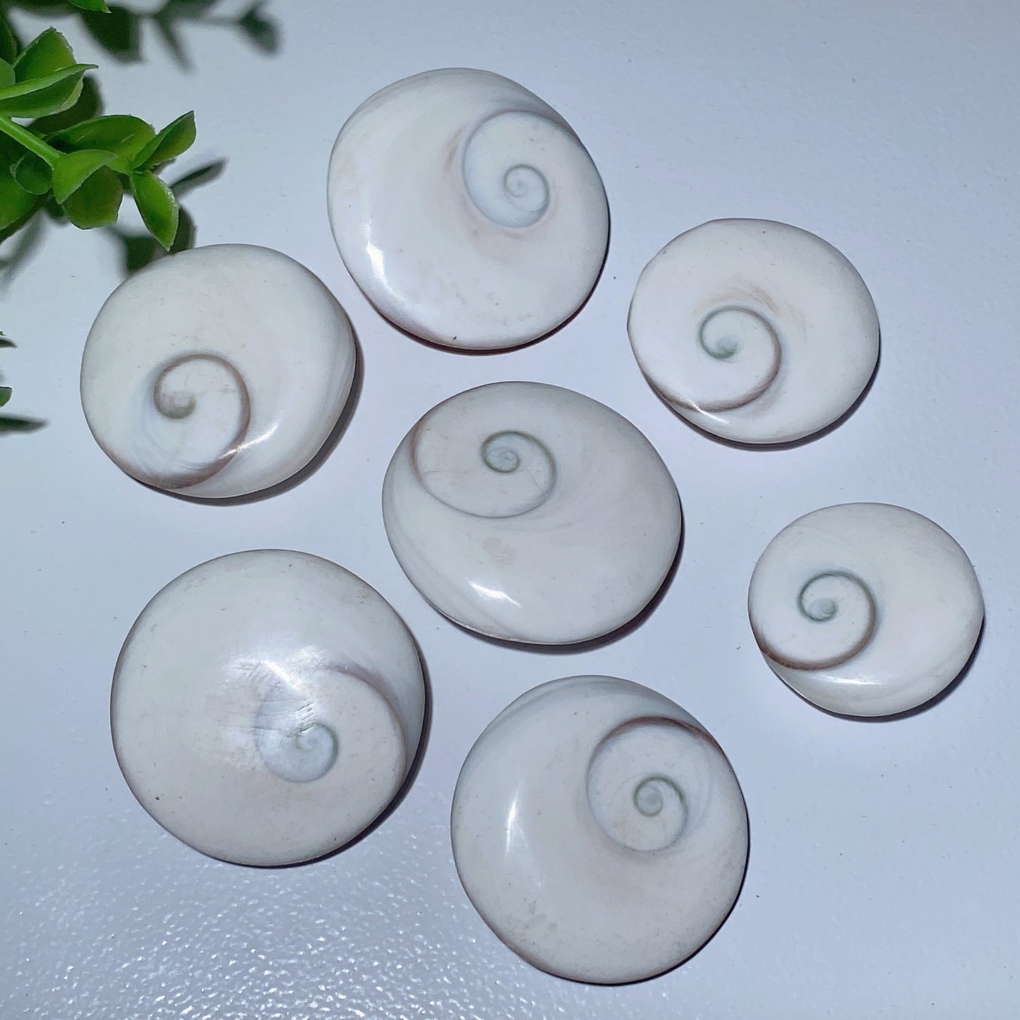 1.1"-1.5" Shiva's Eye Round Carvings Bulk Wholesale