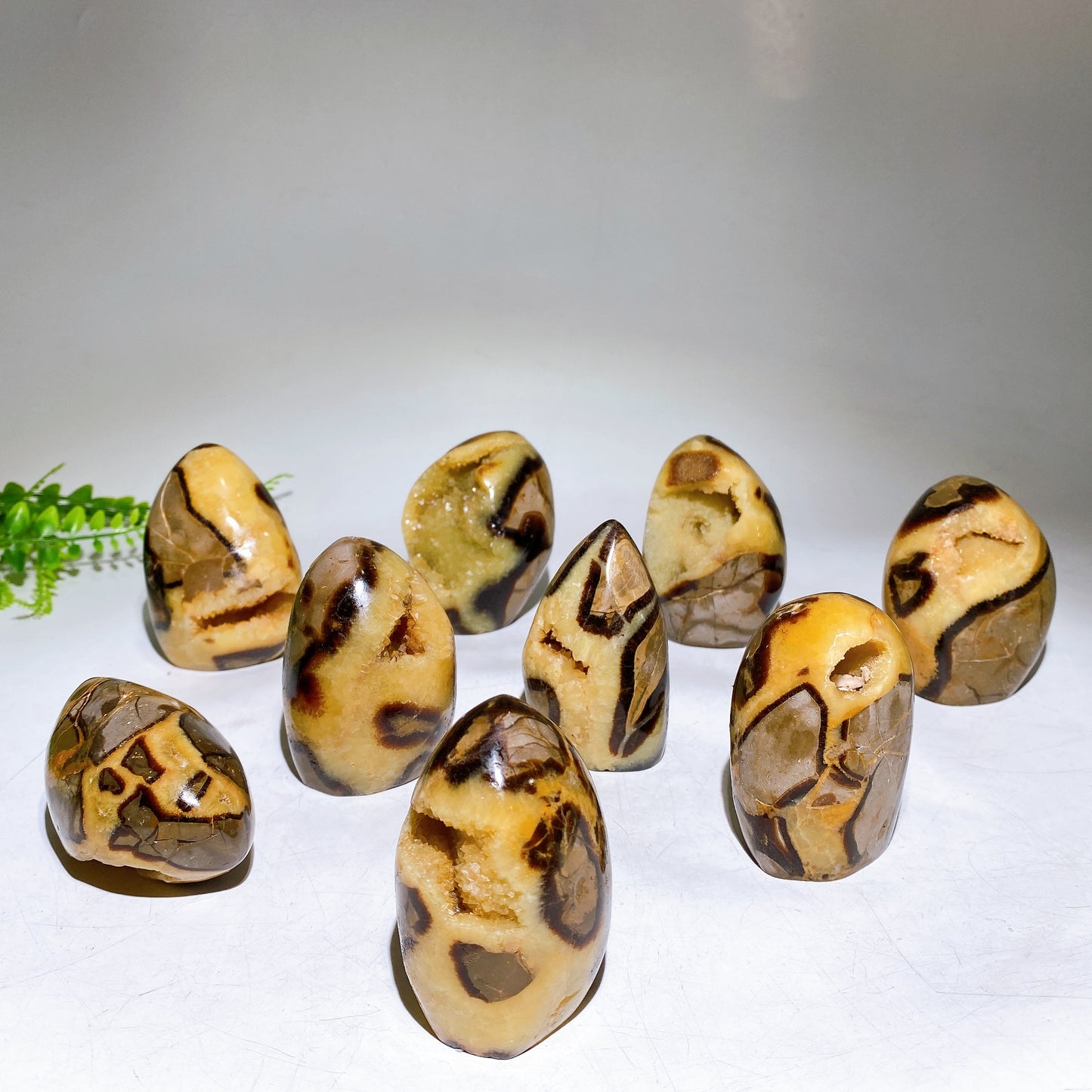 2.2"-4.0" Natural Serptarium Egg Wholesale