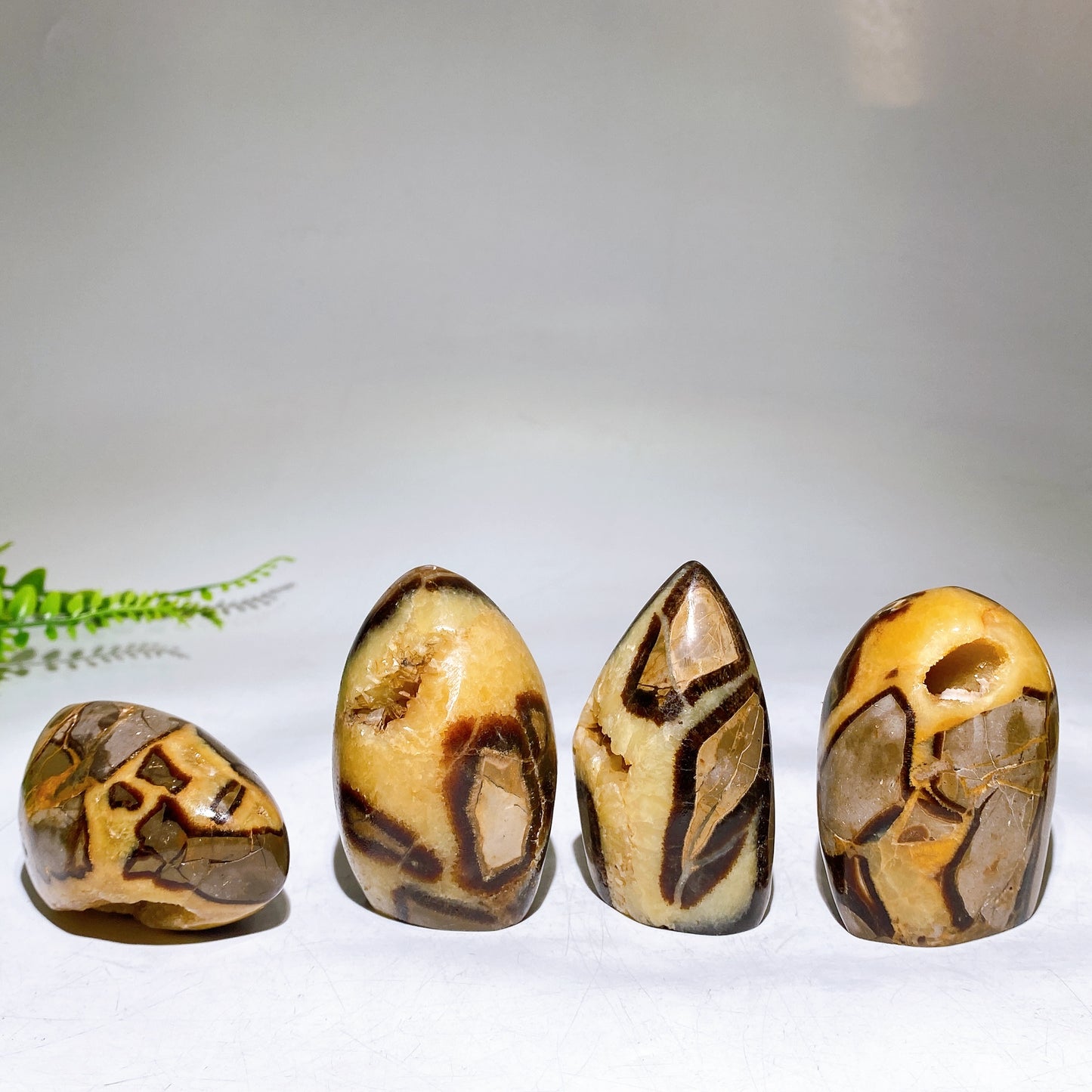 2.2"-4.0" Natural Serptarium Egg Wholesale