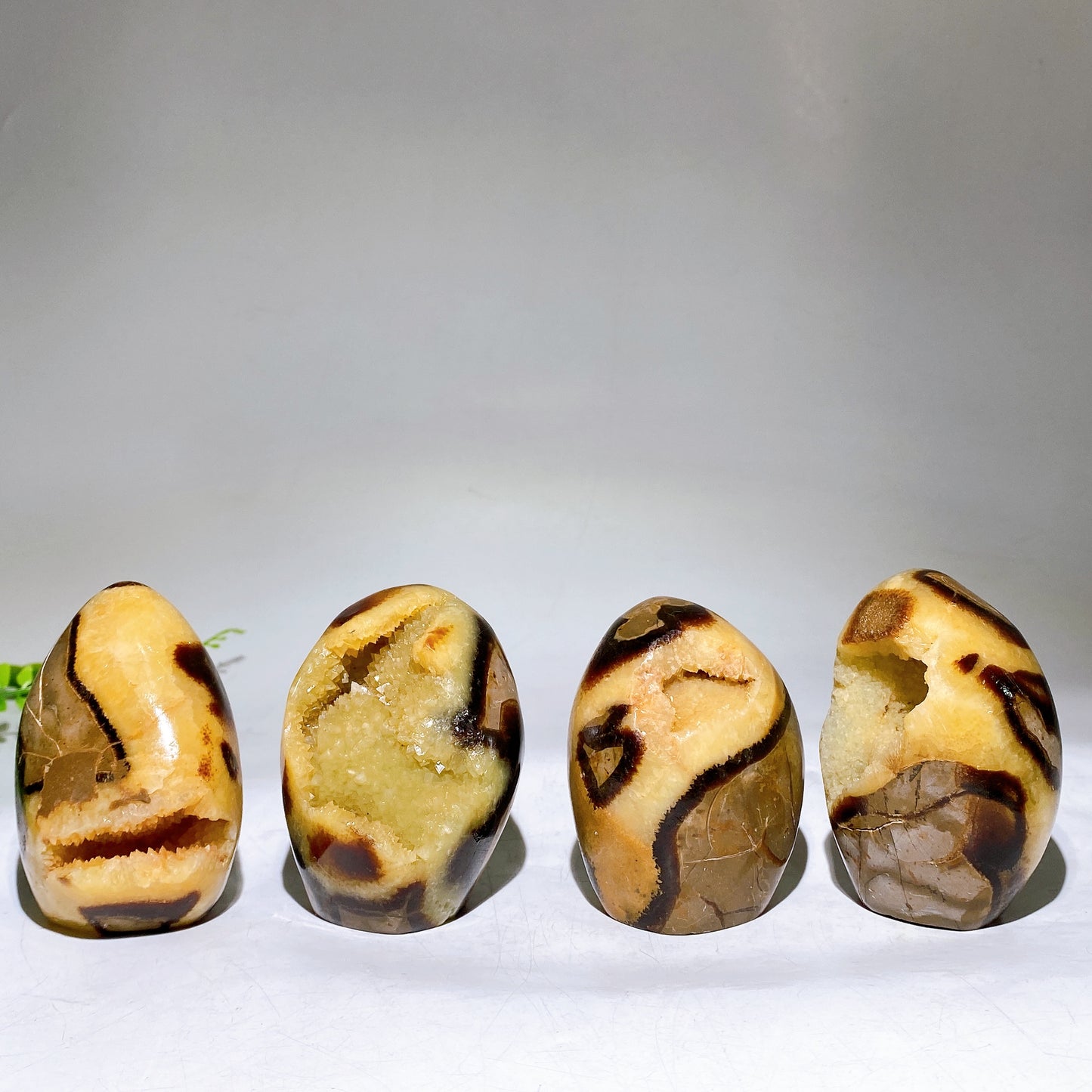 2.2"-4.0" Natural Serptarium Egg Wholesale
