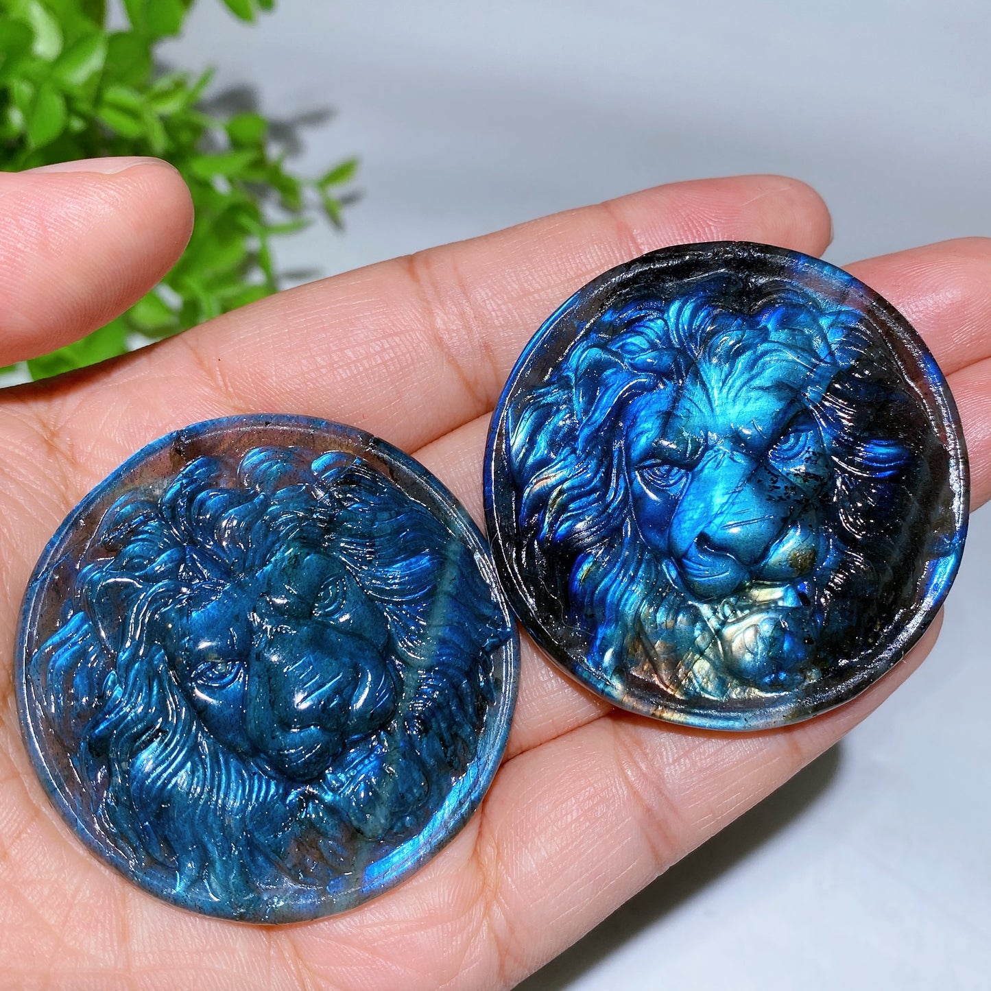 2.0" Labradorite Lion Round Slab Carving Crystal Healing Bulk Wholesale
