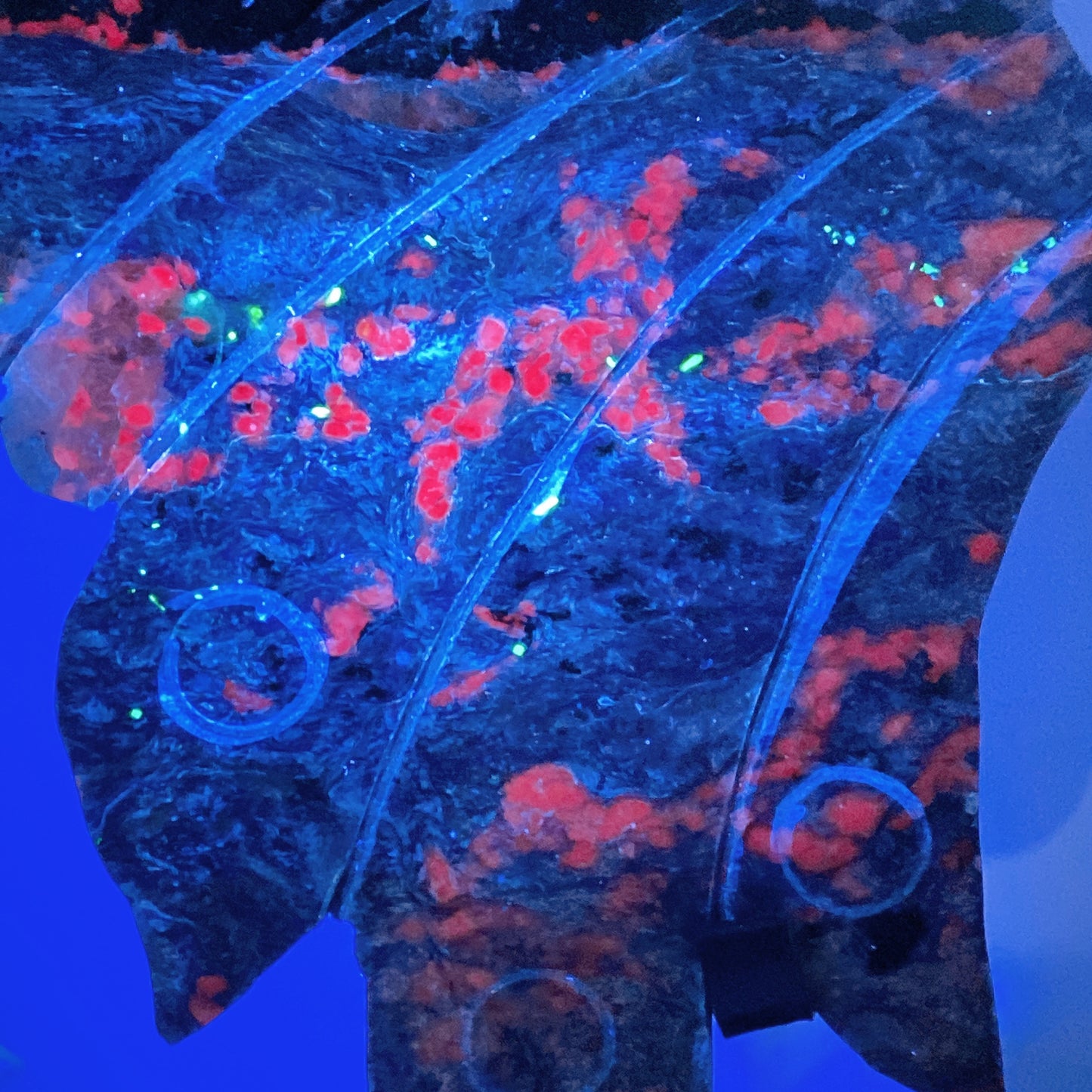 Large Unique Chaorite with Calcite Butterfly Wings with Stand Crystal Healing Bulk Wholesale