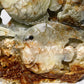 Hand Carved Unique Jade Ocean World Fish Coral Carving Free Form Crystal Healing Bulk Wholesale