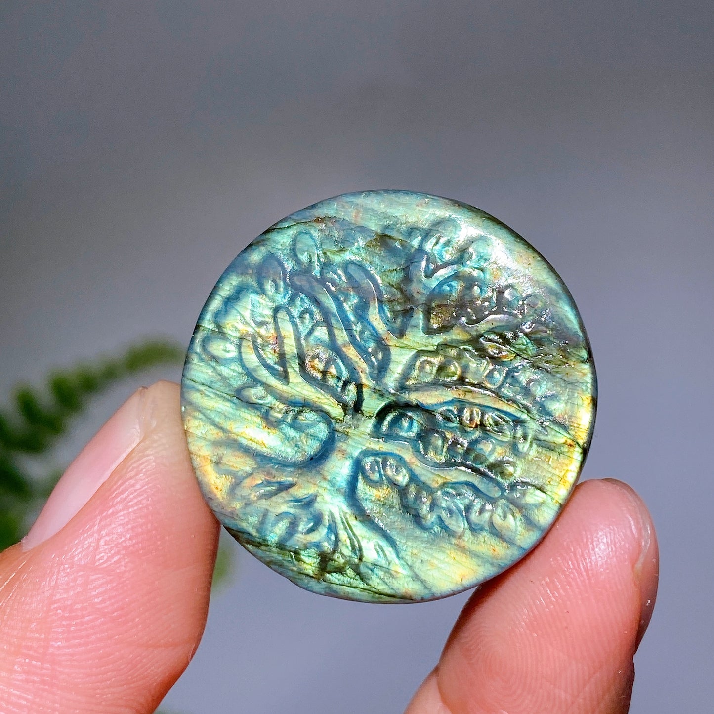 1.2" Natural Labradorite Life Tree Round Slab Crystal Healing Bulk Wholesale