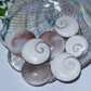 1.1"-1.5" Shiva's Eye Round Carvings Bulk Wholesale